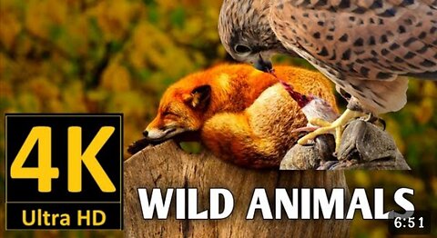 Wildlife animals forest