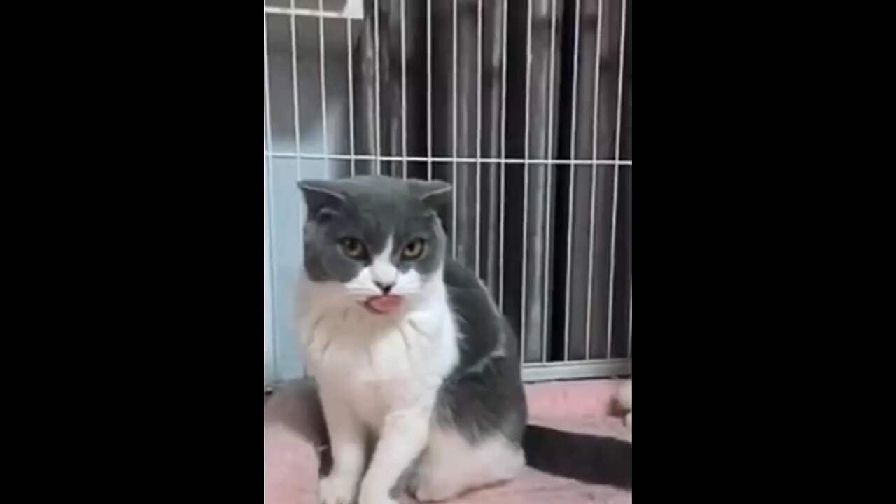 Cats funny behavior makes you laugh