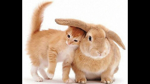 A cat and a rabbit's interaction 😻😻💞💕 very beautiful video