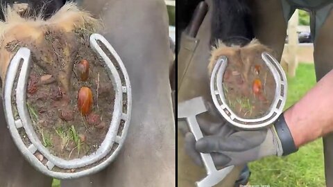 Dirty Horse Hoof Restoration VERY Satisfying