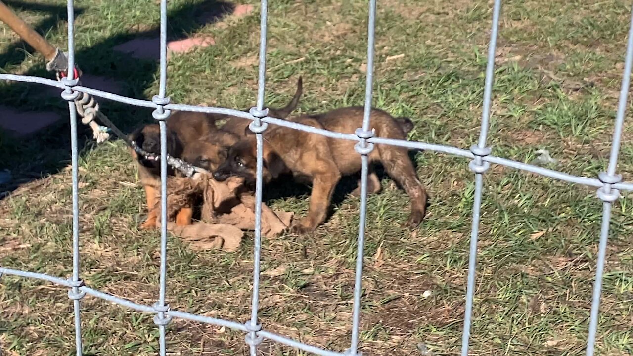 Dutch Shepherd puppies