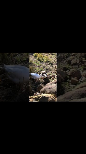 Missing goose reunited with gander