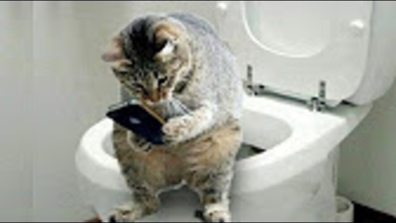 Funny And Cute Cat'S Life (Part 11) Cats And Owners Are The Best Friends Videos