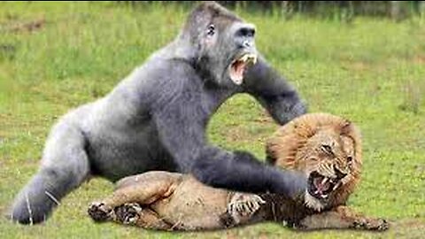 30 Times Animals Messed With The Wrong Opponent !