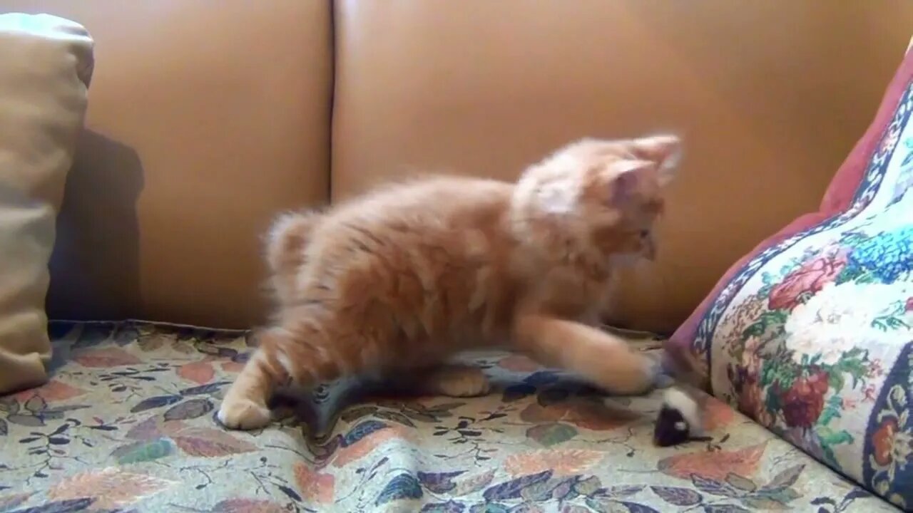 Cat Playing With Toy