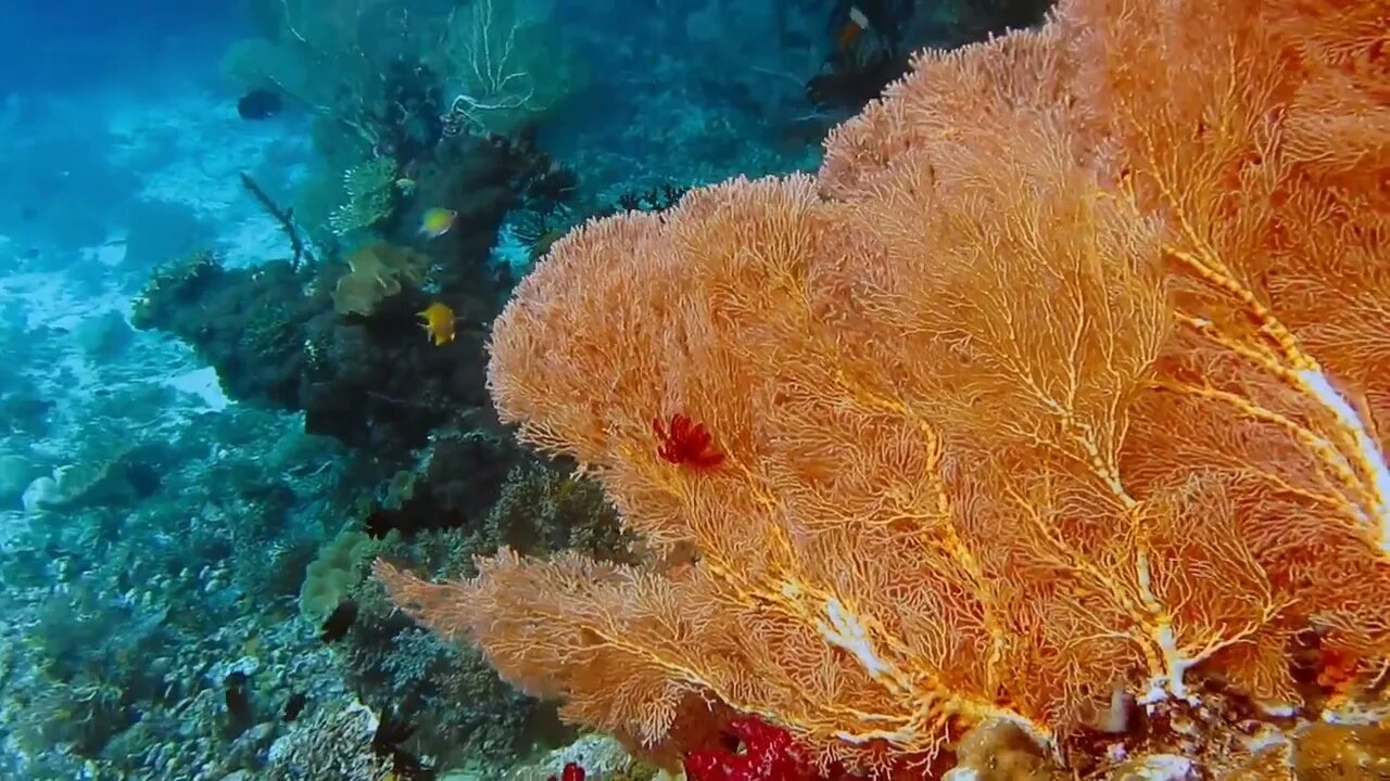 Huge gorgonian fan coral grows on a reef in Raja Ampat, Indonesia. High marine biodiversity