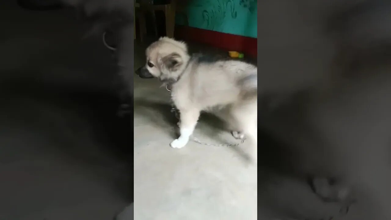 puppy says, "no more excuses"😂 | 🤣 #shorts #dogs #puppy #moj #tiktok