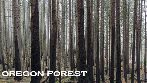 A Magical and Mossy Oregon Forest plus Waterfall | Pacific Crest Falls | Pacific Northwest