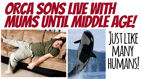 Male Orcas stay with their mothers for waaay too long...sound familier?