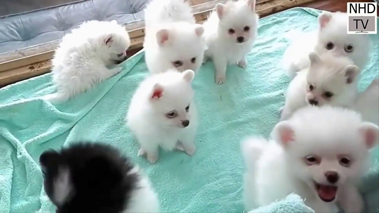 Cute and adorable Alaskan Malamute pets time to take photo 😍 cute Puppies