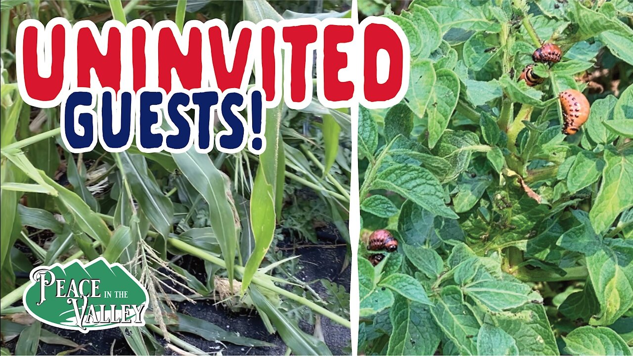 Episode 32: Uninvited Garden Guests