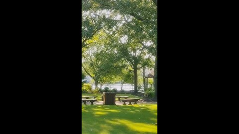 ASMR•S o u n d s of the trees 🌳•