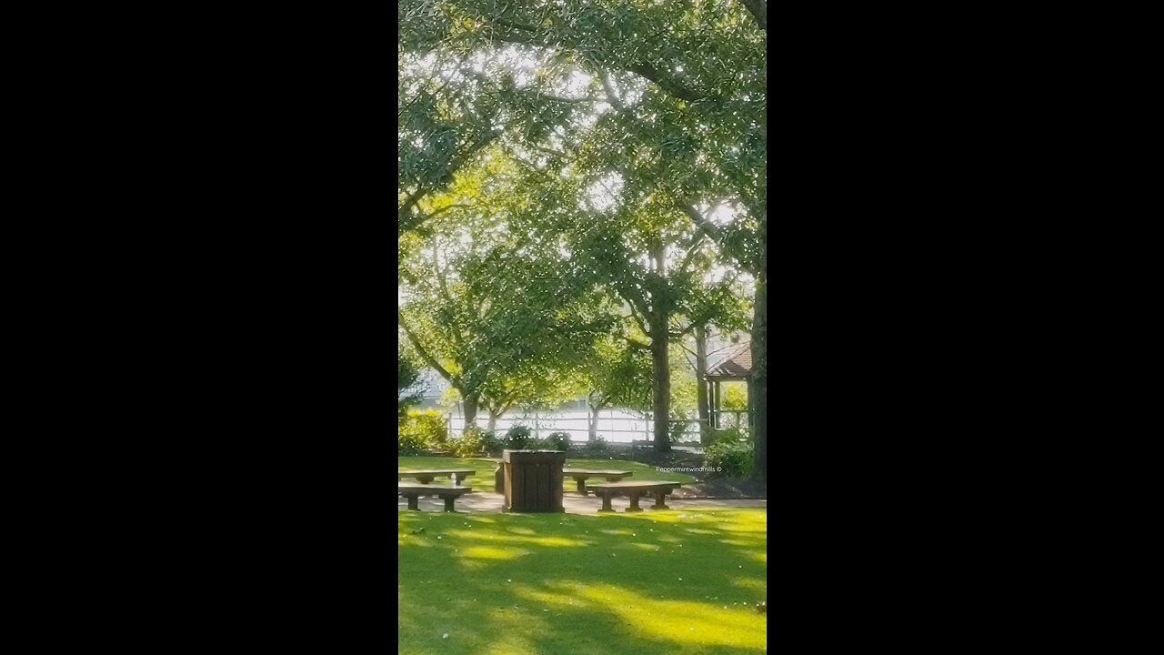 ASMR•S o u n d s of the trees 🌳•