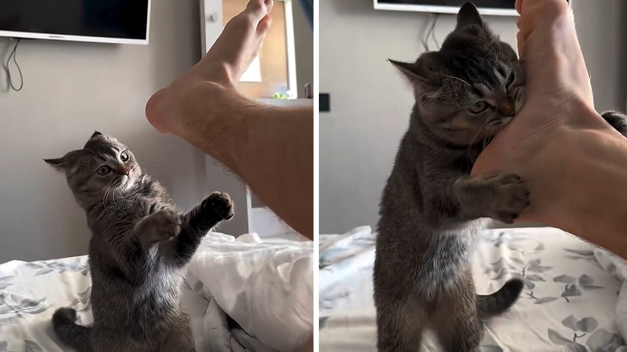 Mischievous Cat Is The Best 'Violent Alarm' To Her Owner