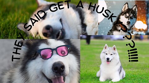 Get A Husky They Said, It will be a fun????!!!!