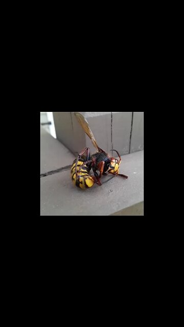 The reason you shouldn't move down South