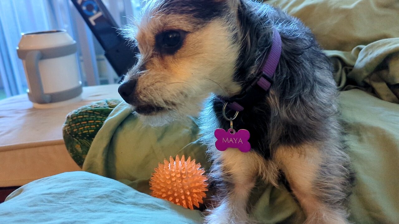 Maya Picks Her Favorite Christmas Toys