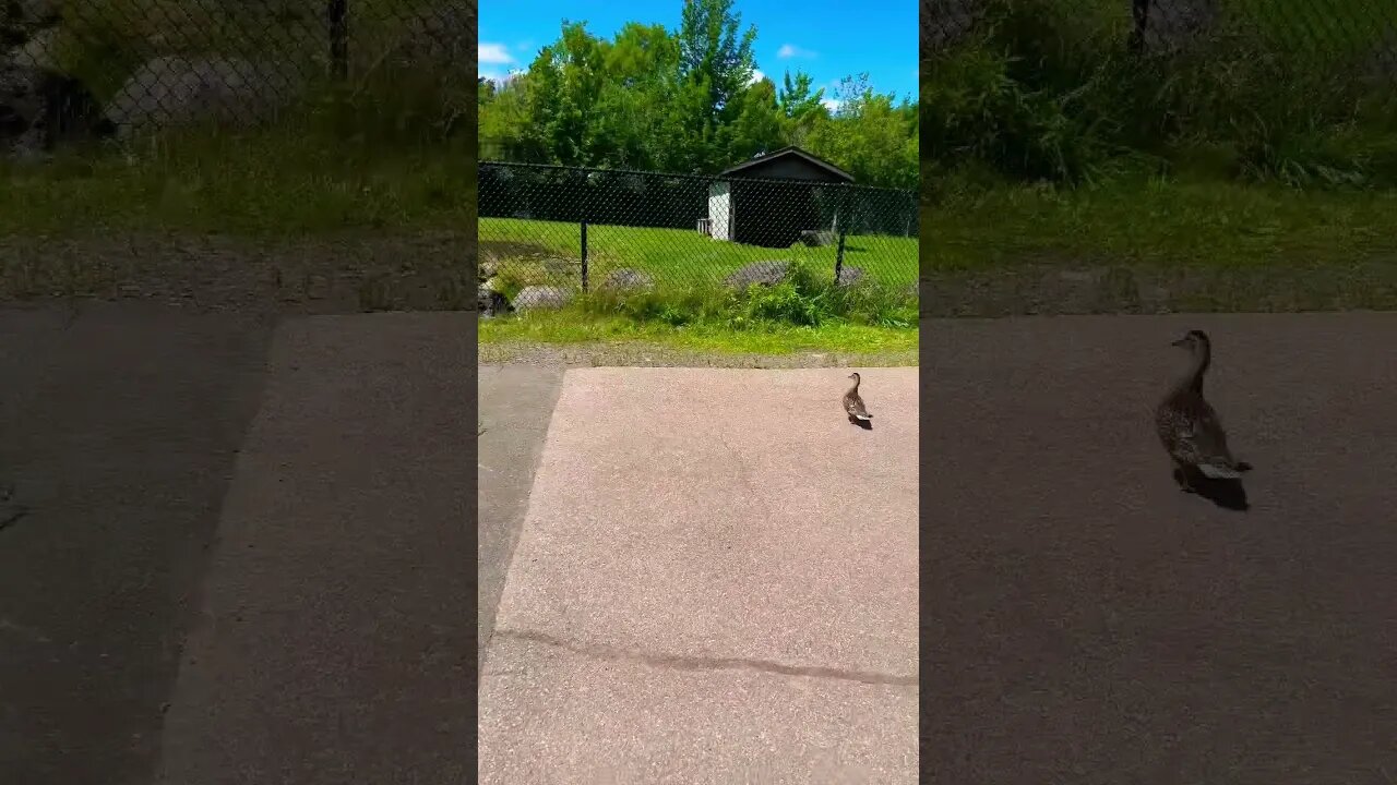 Ducks roam randomly in Canada