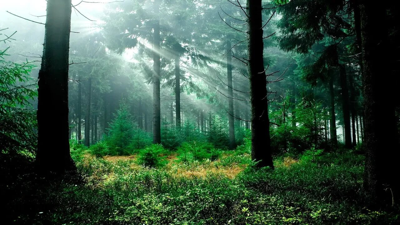 Relaxing Celtic Music - Mystical Jade Woods | Soothing, Healing, Peaceful ★67