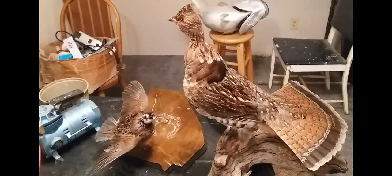 Mounting a Standing Ruffed-Grouse,and a Flying Quail