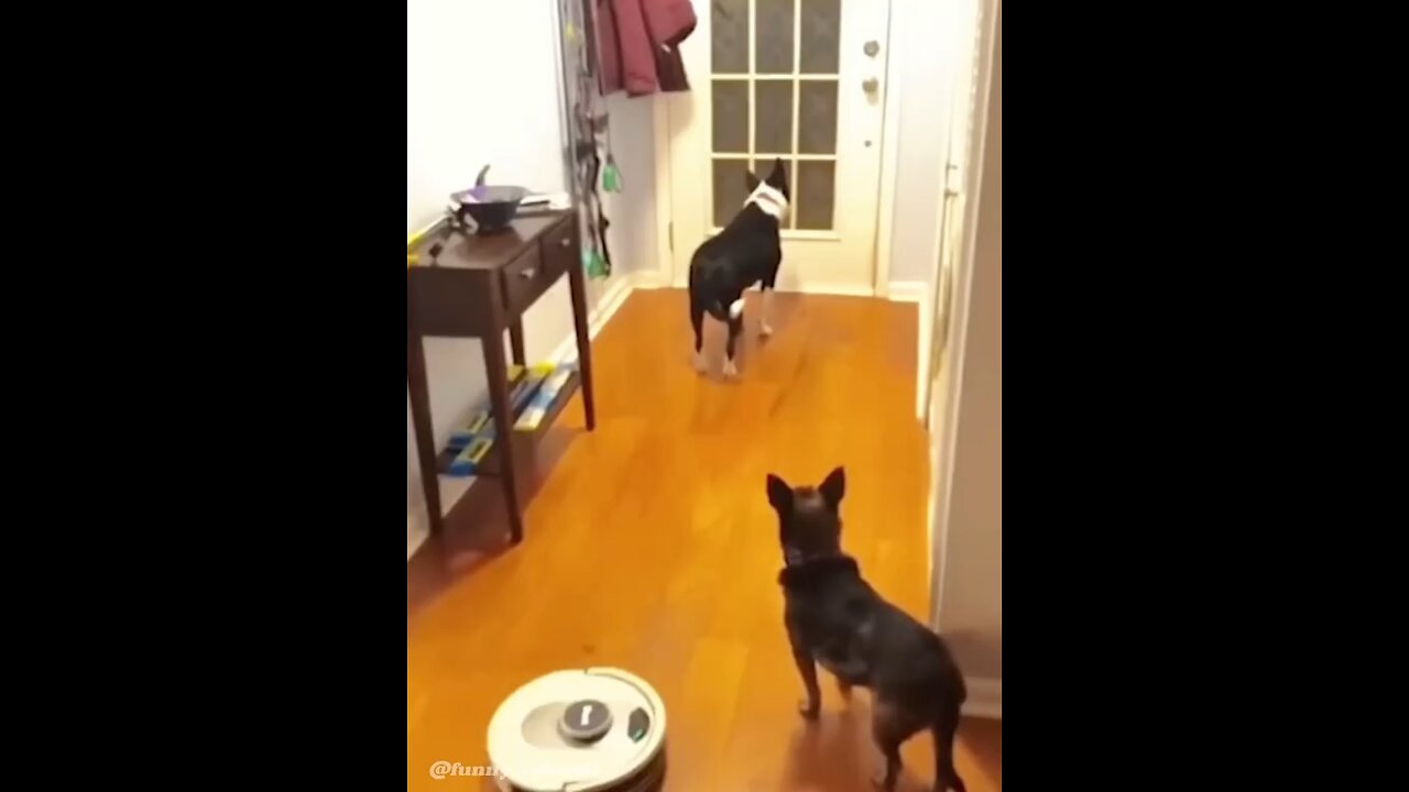 Funny moment caught on camera of dawg Braking in neighbors house/ try not to laugh 😂