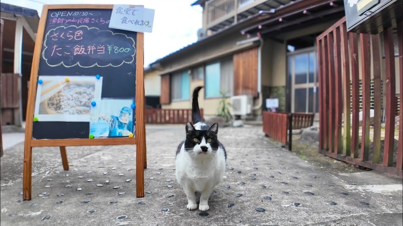 "Welcome Meow!" This cat greets customers at the gate and is just too cute