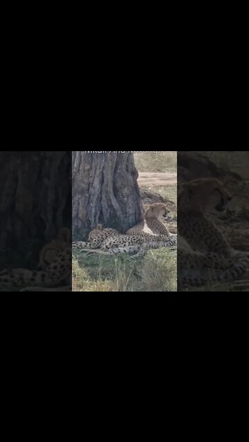 Maasai Mara Sightings Today 06/09/21 (Lions, Cheetah, etc) | Zebra Plains | #shorts