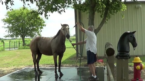 Working On Horse Trim - Ransom Might Have Abscess & Ringbone - Gave Him A Bath After Trim