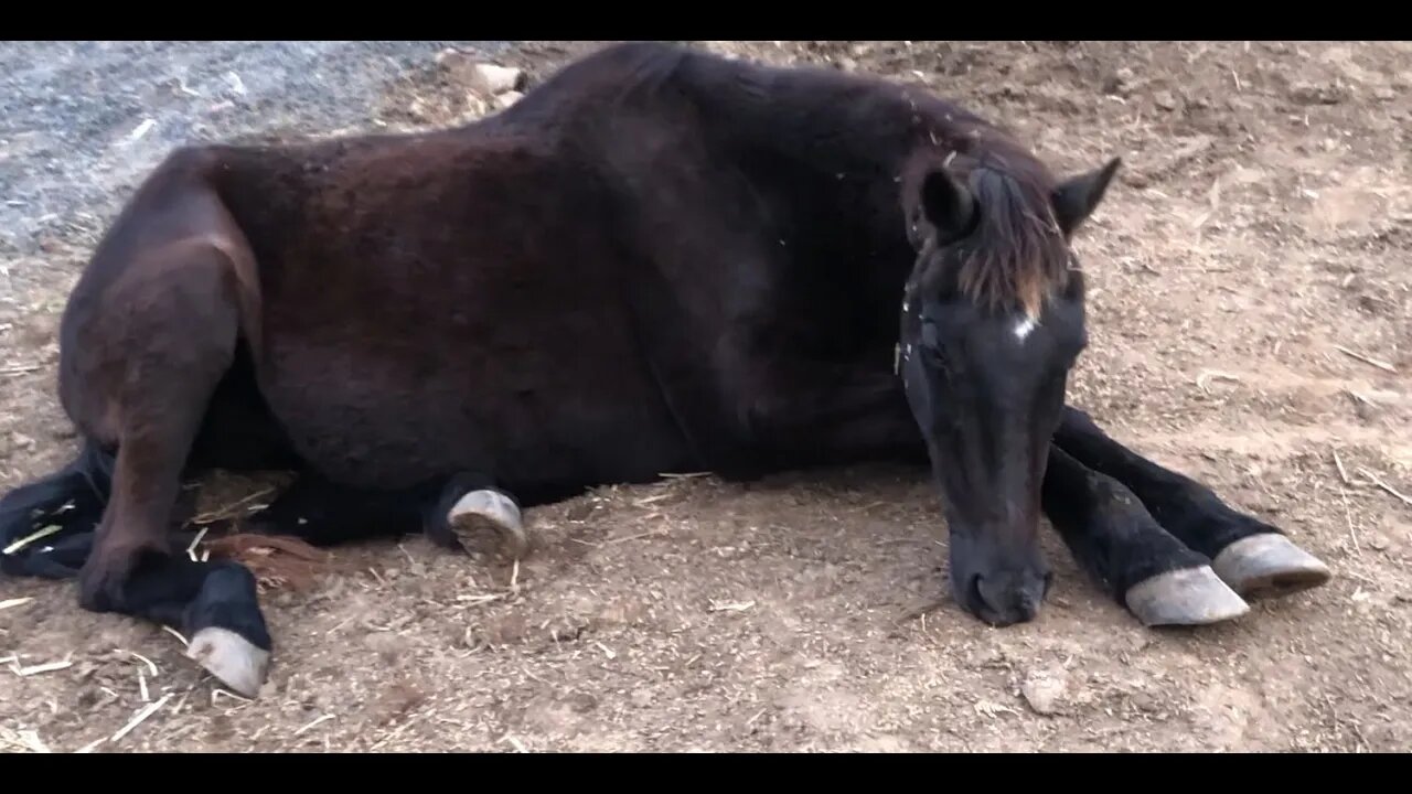 Our 30 year old horse, Penny, has gone down - possibly colic?