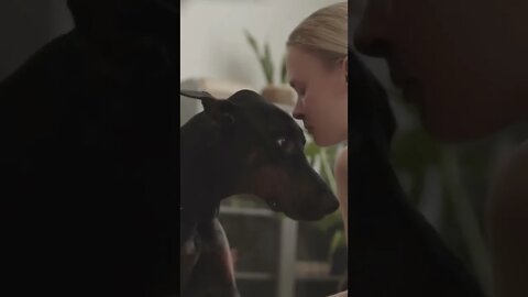 How to Love with doberman Keeps Reinventing Itself, Funny cute pets lovers, #Shorts