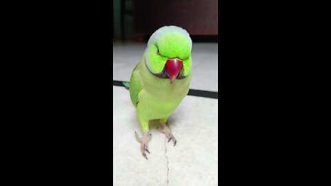 angry parrot😡😄