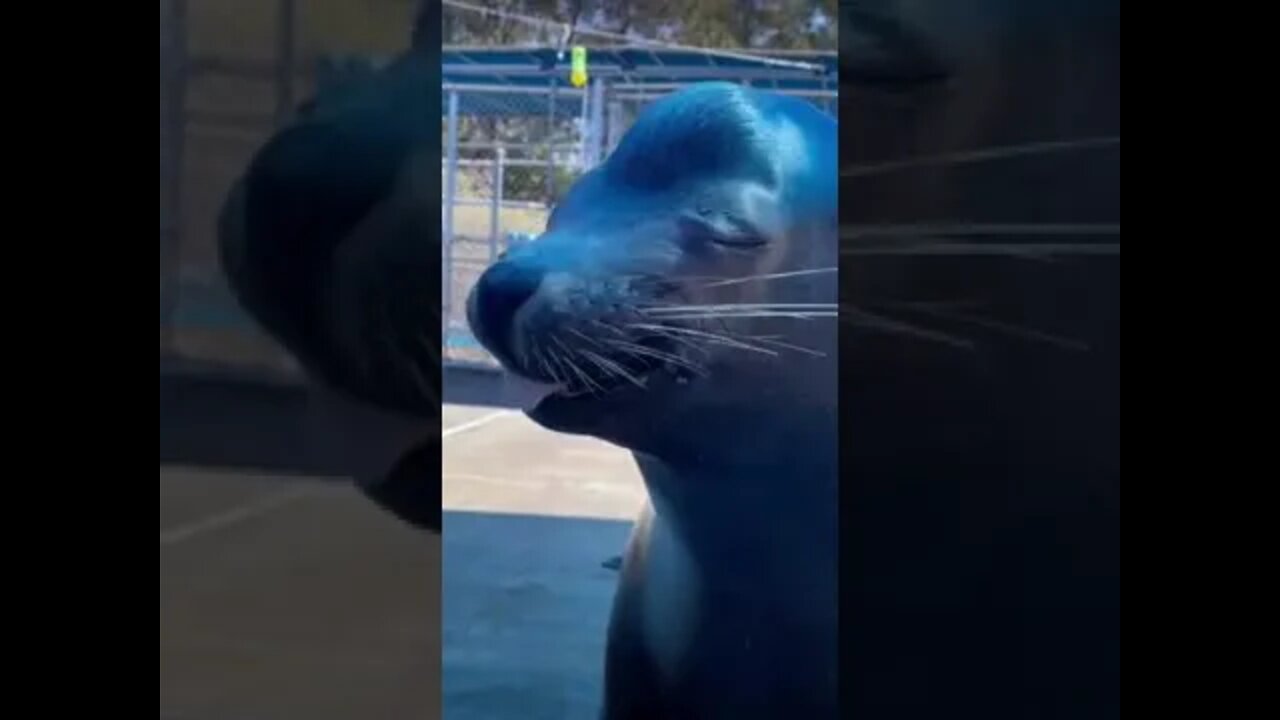 Shy sea lion