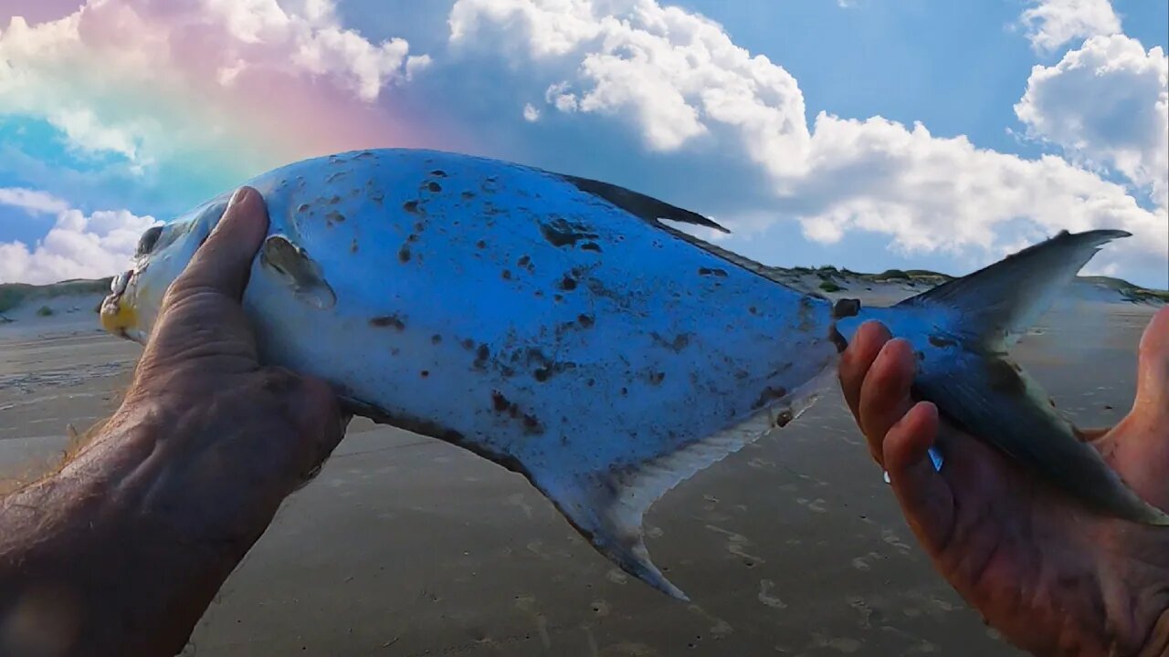 I've Been After this fish for over two years- Port Aransas Fishing for Pompano