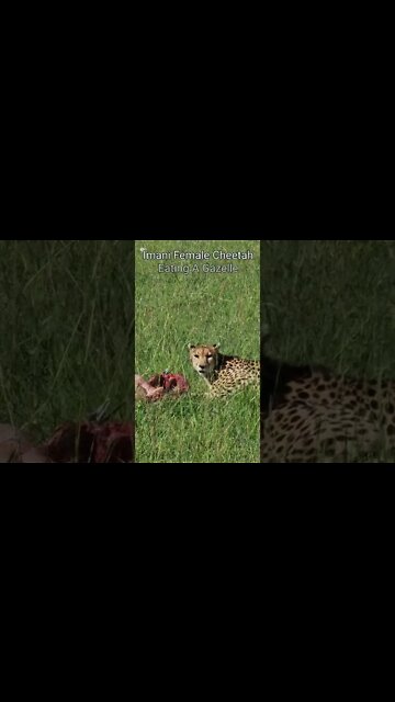 Maasai Mara Sightings Today 04/03/22 (Lions, Cheetah, etc) | Zebra Plains | #shorts
