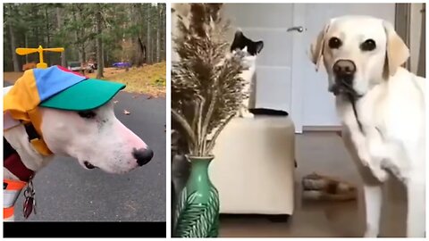 Try not to laugh😂🤣 Funny animals🐱🐶||#shorts #funny videos
