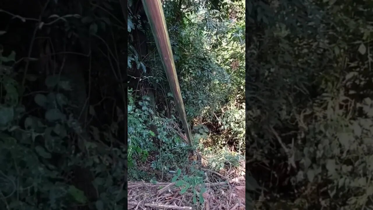 Você já viu isso?