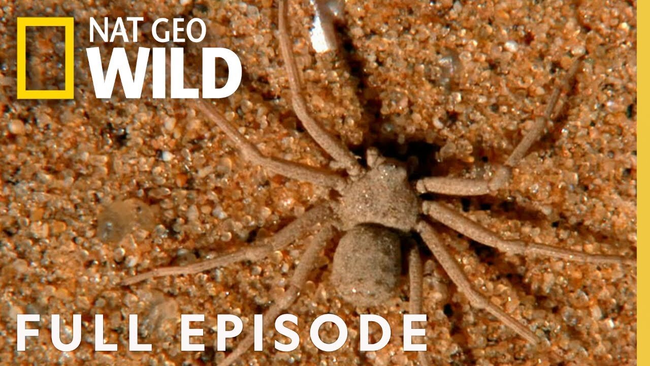 8 Legged Killers - The World of Jumping Spiders Unveiled (Full Episode) | World's Deadliest