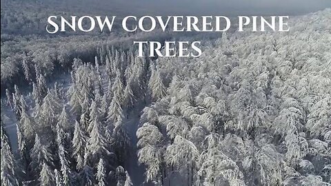 Snow covered pine trees