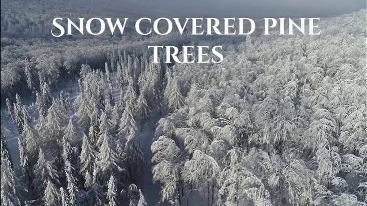 Snow covered pine trees