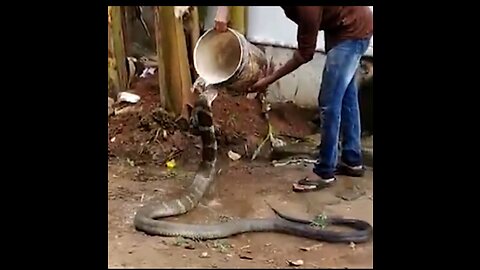 Real snake