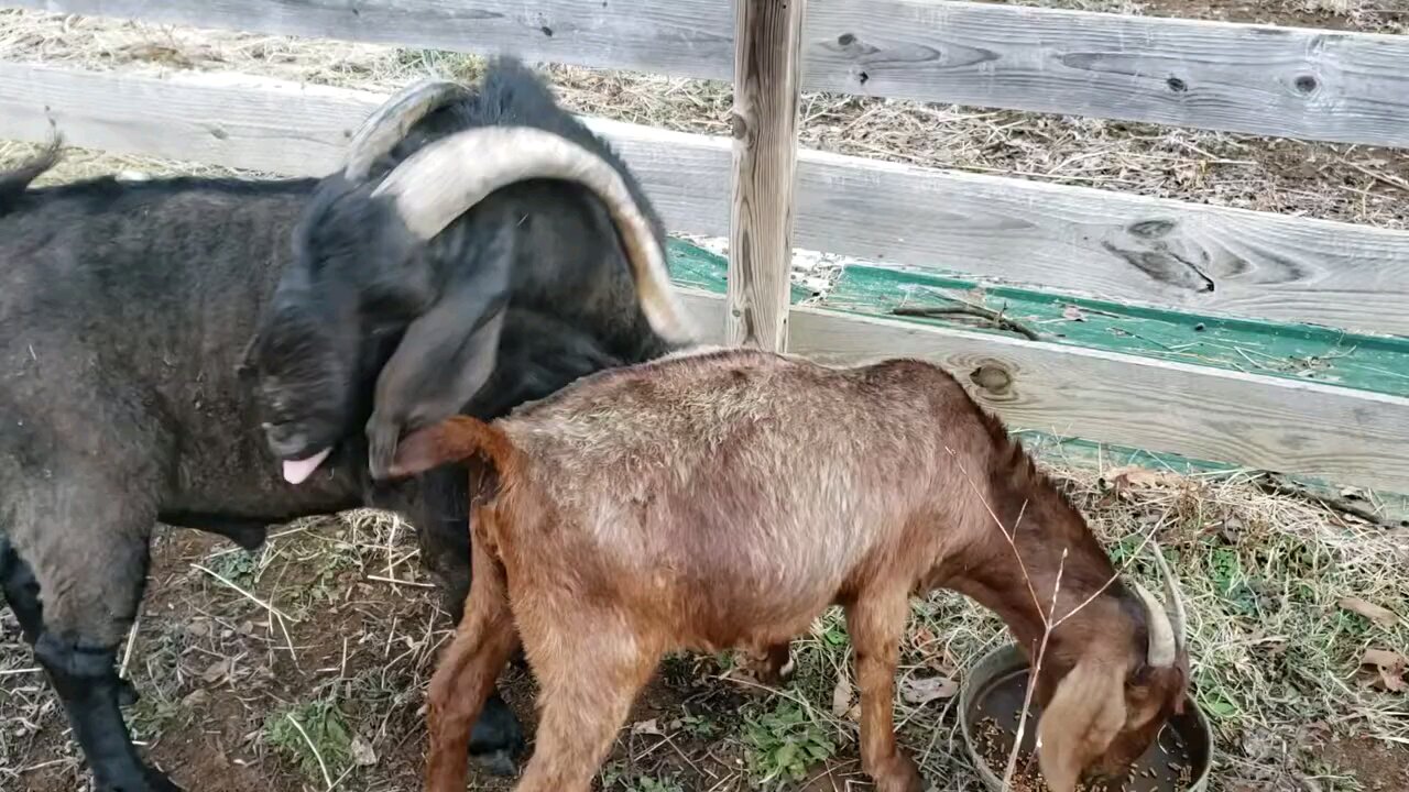 Goat love at first sight