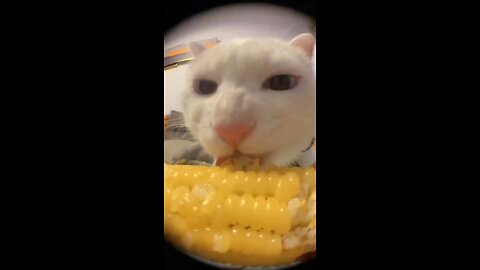 FUNNY CAT | CAT EATING