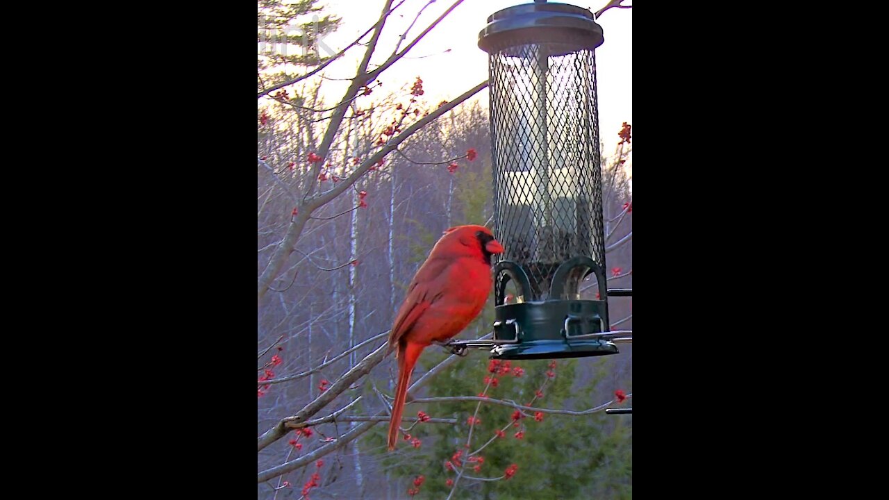 Male Red Cardinal