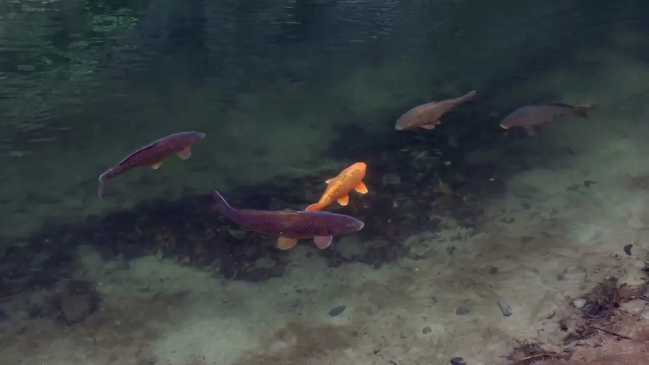 Carps and fish swimming in Satetsu river of Geibi Gorge or Geibikei in Iwate Prefecture,