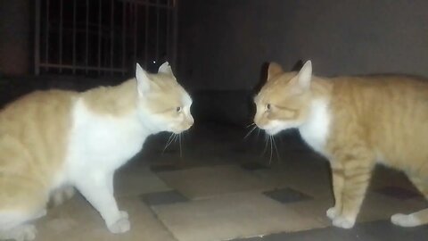 Cats arguing