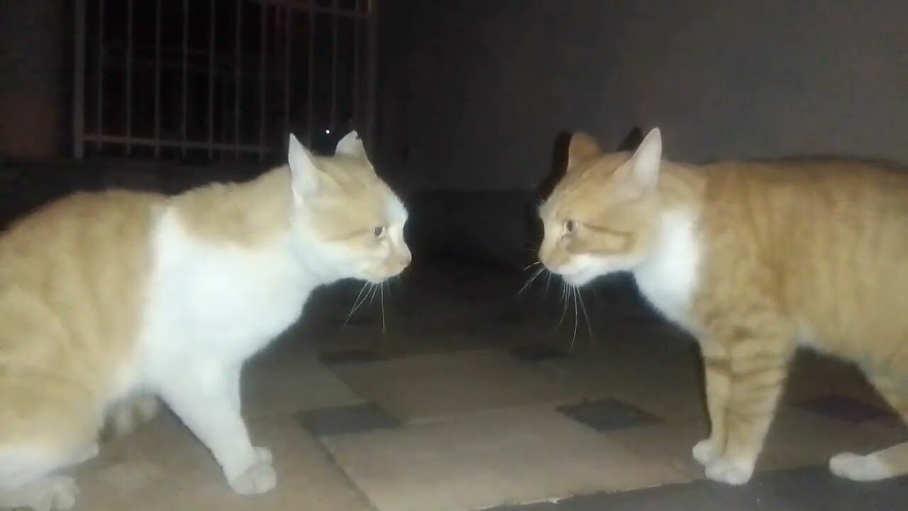 Cats arguing