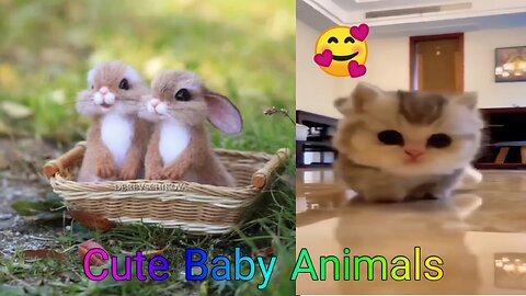 Cute Baby Animals - Funny Animals