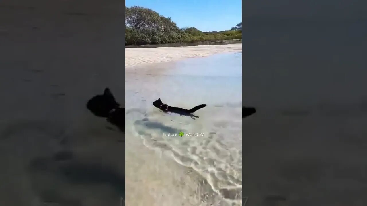 Choti Billi Swimming Kar Rahi Hai😱