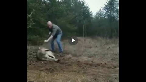 Brave man saves wolf from a trap