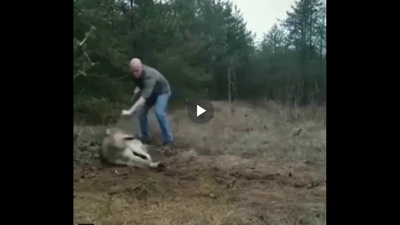 Brave man saves wolf from a trap